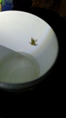 Frog in pail.html